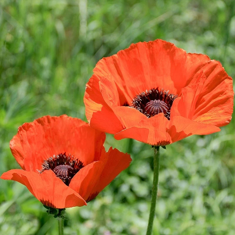 Brilliant Oriental Poppy 3 Brilliant Oriental Poppy - Image 3