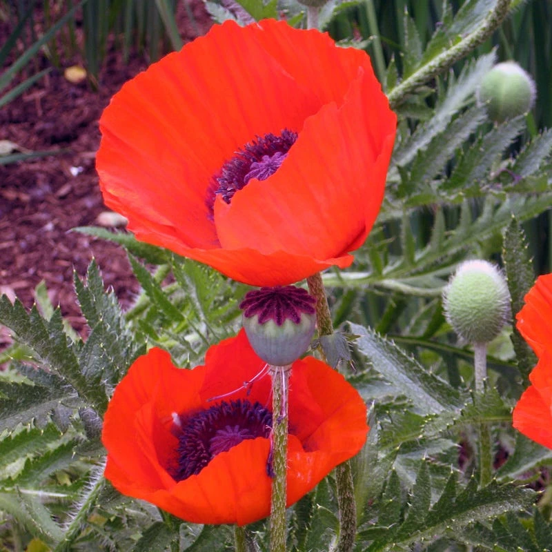 Brilliant Oriental Poppy 2 Brilliant Oriental Poppy - Image 2