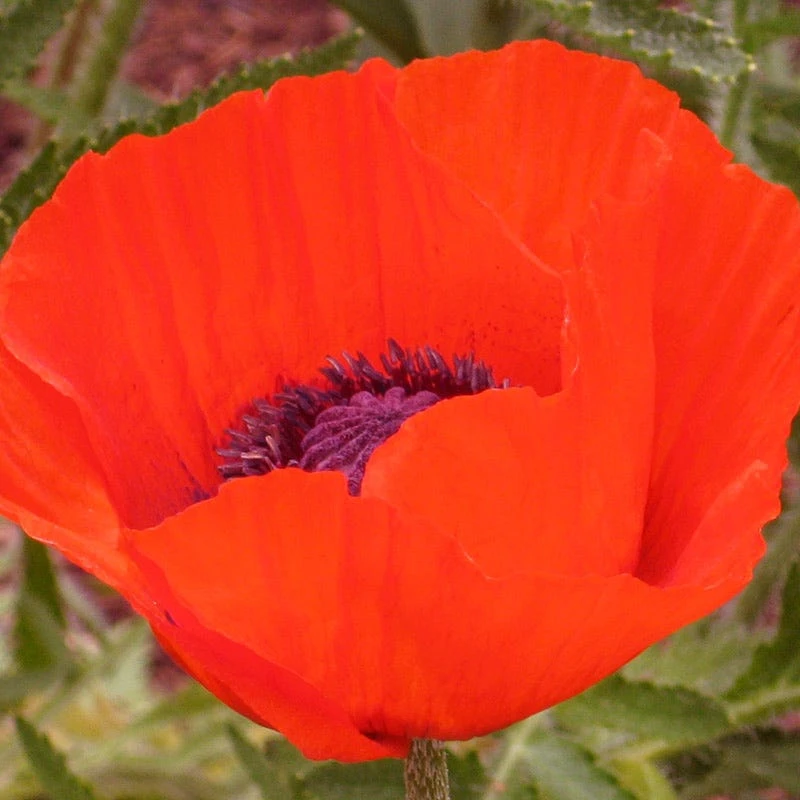 Brilliant Oriental Poppy 1 Brilliant Oriental Poppy