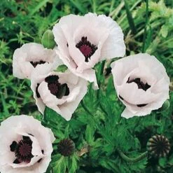 Royal Wedding Oriental Poppy -Perennial Zone papaver orientale royal wedding 1