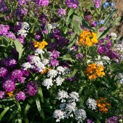 Partial Shade Wildflower Seed Mix -Perennial Zone partial shade wildflower mix