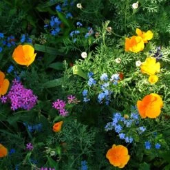 Partial Shade Wildflower Seed Mix -Perennial Zone partial shade wildflower mix 1
