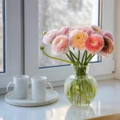 Pastel Ranunculus Mix -Perennial Zone pastel ranunculus mix pastel persian buttercup mix window still vase