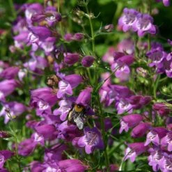 Pike's Peak Purple® Penstemon -Perennial Zone penstemon mexicali pikes peak flowers pollinator