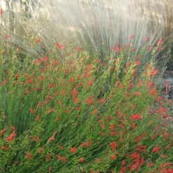 Pineleaf Penstemon -Perennial Zone penstemon pinifolious with nassella cropped
