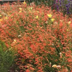 Luminous Pineleaf Penstemon 5 Luminous Pineleaf Penstemon -Perennial Zone penstemon pinifolius luminous
