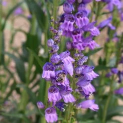 Rocky Mountain Penstemon -Perennial Zone penstemon strictus 2