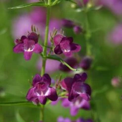 Pike's Peak Purple® Penstemon -Perennial Zone penstemon x mexicali pikes peak purple pathayward plant select cropped