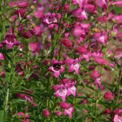 Red Rocks® Penstemon -Perennial Zone penstemon x mexicali red rocks 21 plant select 1