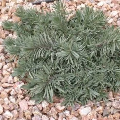 Blue Lips Penstemon -Perennial Zone penstemon blue lips 78798 3 web