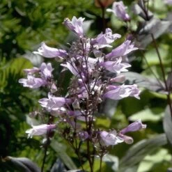 Dark Towers Penstemon -Perennial Zone penstemon dark towers flowers 35
