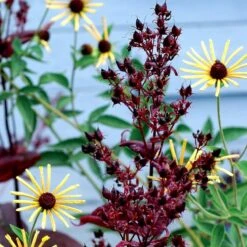 Dark Towers Penstemon -Perennial Zone penstemon dark towers 3b