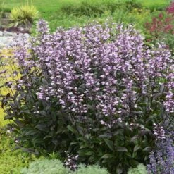 Dark Towers Penstemon -Perennial Zone penstemon dark towers walters gardens cropped