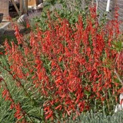 Firecracker Penstemon Richfield Strain -Perennial Zone penstemon eatonii richfield ut in flwrcc cropped