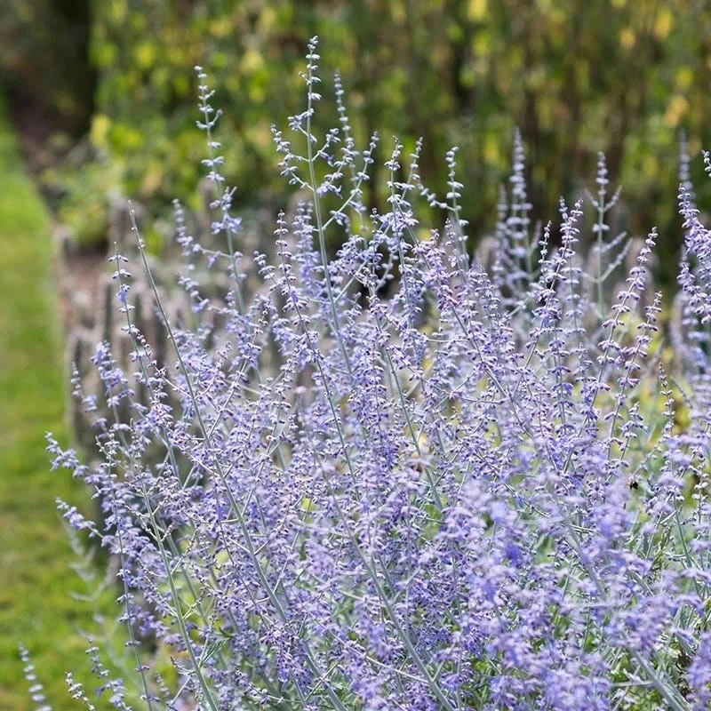 Blue Spires Russian Sage 2 Blue Spires Russian Sage - Image 2