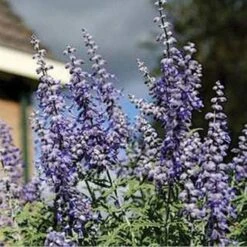 Lacey Blue Russian Sage -Perennial Zone perovskia atriplicifolia lacy blue 76615 2 web