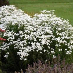 Peter Cottontail Yarrow 6 Peter Cottontail Yarrow -Perennial Zone peter cottontail yarrow 3 4