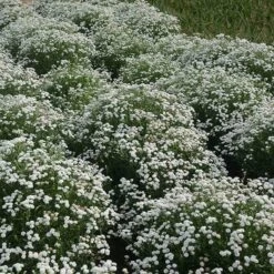 Peter Cottontail Yarrow 7 Peter Cottontail Yarrow -Perennial Zone peter cottontail yarrow 4 4
