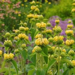Hardy Jerusalem Sage (Phlomis) -Perennial Zone phlomis russeliana lampwick plant jerusalum sage 2