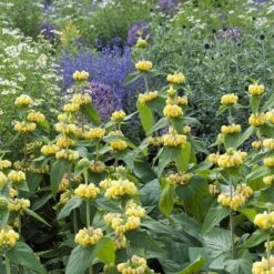Hardy Jerusalem Sage (Phlomis) -Perennial Zone phlomis russeliana lampwick plant jerusalum sage 4