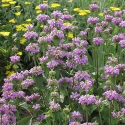 Kashmir False Sage (Phlomis) -Perennial Zone phlomis cashmeriana 77103 1 web