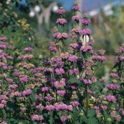 Kashmir False Sage (Phlomis) -Perennial Zone phlomis cashmeriana 77103 3 web
