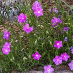 Perfect Pink Santa Fe Phlox 5 Perfect Pink Santa Fe Phlox -Perennial Zone phlox nana perfect pink 1