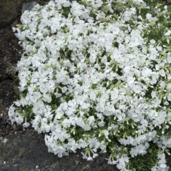 Snowflake Creeping Phlox -Perennial Zone phlox subulata snowflake 3