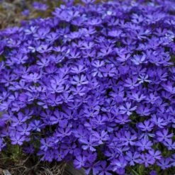 Violet Pinwheels Phlox -Perennial Zone phlox violet pinwheels 3