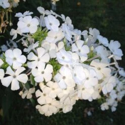 David Garden Phlox 6 David Garden Phlox -Perennial Zone phlox david 1 2