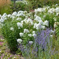 David Garden Phlox 7 David Garden Phlox -Perennial Zone phlox david and perovskia 2 1 1