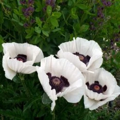 Royal Wedding Oriental Poppy -Perennial Zone poppy royal wedding and baptisia twilight ablanton