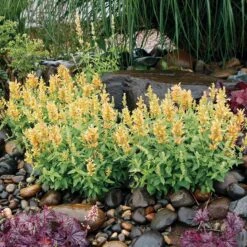 Poquitoâ„¢ Butter Yellow Agastache