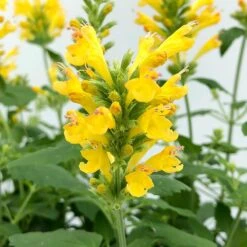 Poquito™ Butter Yellow Agastache -Perennial Zone poquito butter yellow agastache 4