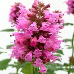 Poquito™ Lavender Agastache -Perennial Zone poquito lavender agastache close up