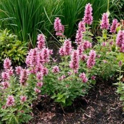 Poquitoâ„¢ Lavender Agastache
