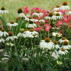 PowWow® White Echinacea -Perennial Zone pow wow white echinacea