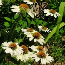 PowWow® White Echinacea -Perennial Zone powwow white coneflower 1
