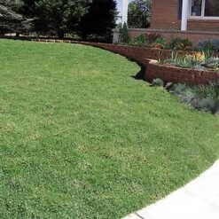 Prestigeâ„¢ Buffalo Grass Plugs