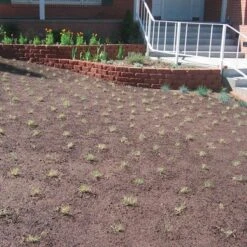 Prestige™ Buffalo Grass Plugs -Perennial Zone prestige just planted plugs close 1