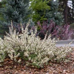 Pawnee Buttes® Sand Cherry (Prunus)