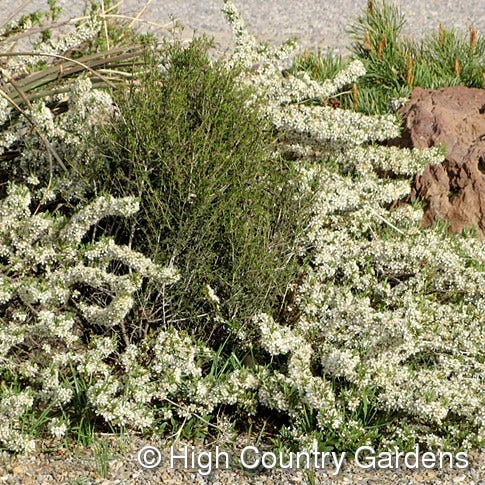 Pawnee Buttes® Sand Cherry (Prunus) 2 Pawnee Buttes® Sand Cherry (Prunus) - Image 2