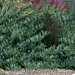 Pawnee Buttes® Sand Cherry (Prunus) 6 Pawnee Buttes® Sand Cherry (Prunus) -Perennial Zone prunus besseyi pawnee buttes4 1
