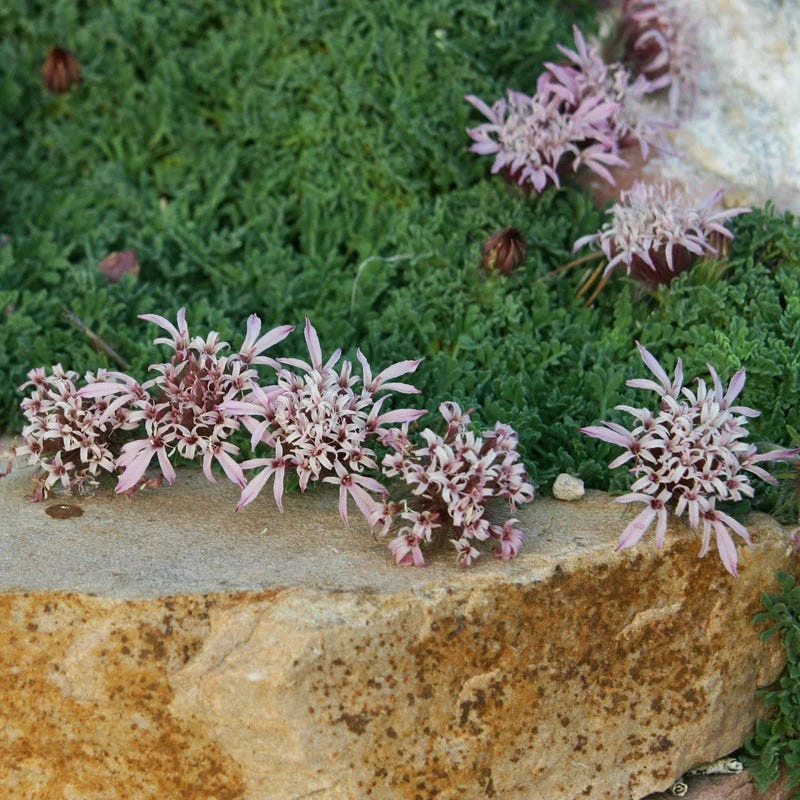 Carpeting Pincushion Flower (Pterocephalus) 2 Carpeting Pincushion Flower (Pterocephalus) - Image 2