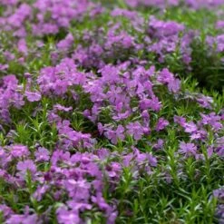 Purple Beauty Creeping Phlox -Perennial Zone purple beauty creeping phlox groundcover 4