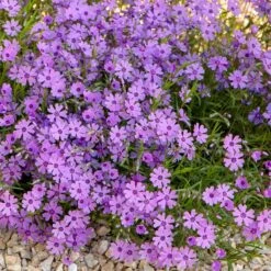 Purple Beauty Creeping Phlox -Perennial Zone purple beauty creeping phlox rock garden