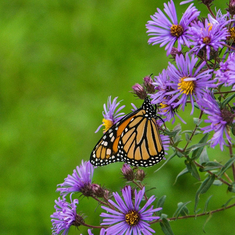 Purple Dome New England Aster 2 Purple Dome New England Aster - Image 2