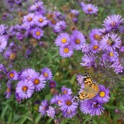 Purple Dome New England Aster 7 Purple Dome New England Aster -Perennial Zone purple dome ne aster 4