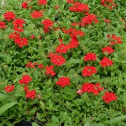Red Devil Perennial Verbena 5 Red Devil Perennial Verbena -Perennial Zone red devils perennials verbena 2