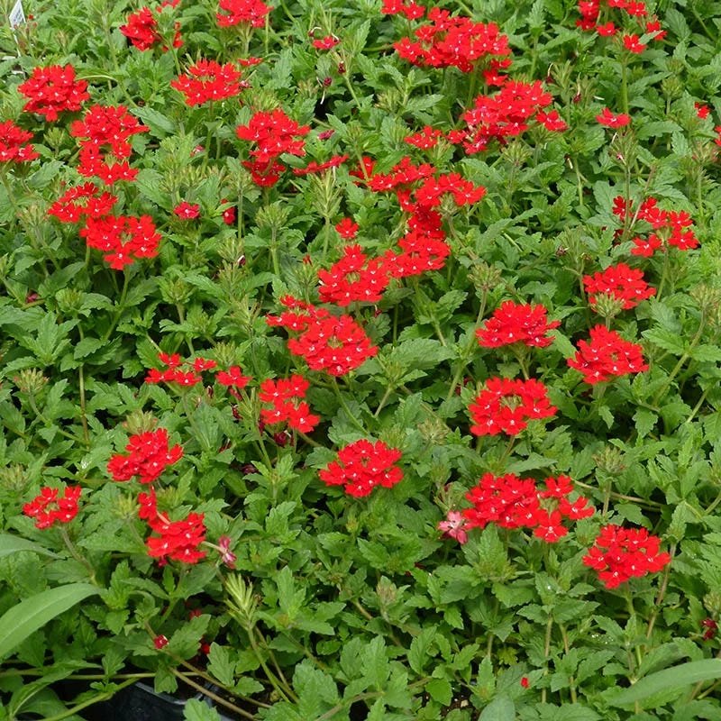 Red Devil Perennial Verbena 3 Red Devil Perennial Verbena - Image 3